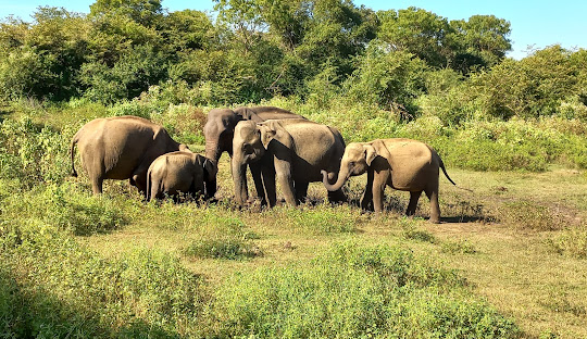 Udawalawe National Park Elephants
